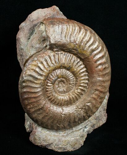 Grammoceras Ammonite - France #4335
